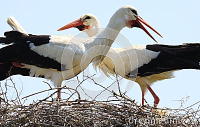 Close up of two storks in a nest on a tree with crossed necks looking in different directions Stock Photo