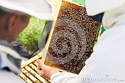 Beekeepers Inspecting Hive Stock Photo