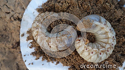 Close-up of two white grubs lying on the dirt compost background. Indian grub beetles in C shape in the farm field Stock Photo