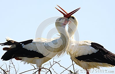 Close up of two white storks ciconia ciconia in a nest on a tree clapping beaks together. Brabant near Nijmegen, Netherlands Stock Photo