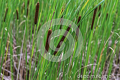 Typha angustifolia. Close up of cattail, water plant. Stock Photo