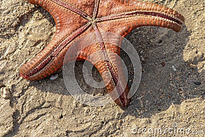 Close up of the underside of a colorful orange sea star starfish, star fish Protoreaster nodosus. Horned Sea Star upside down. Stock Photo