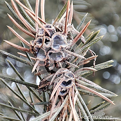 Close-up of the unique structure of a fir cone on a tree branch with frost in a winter forest Stock Photo