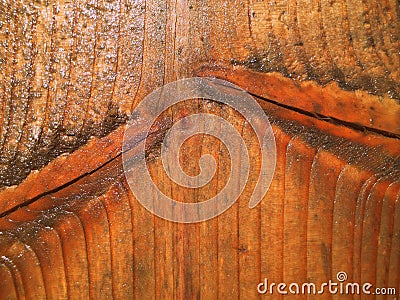 Close Up Unique Wet Wood Texture Dark Stock Photo