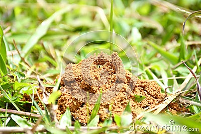 Unknown excavator wasp in grass soil Stock Photo