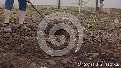 Close up of unrecognizable person plowing ground with hoe in kitchen garden. Unknown woman weeding vegetable garden with Stock Photo