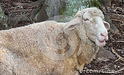 Close-up of unshorn sheep with funny expression on face - looks like hes saying baaaaaa Stock Photo