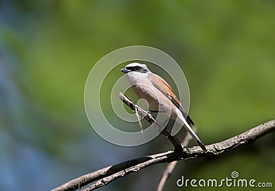 Close-up unusual portrait of a male red-backed shrike Stock Photo