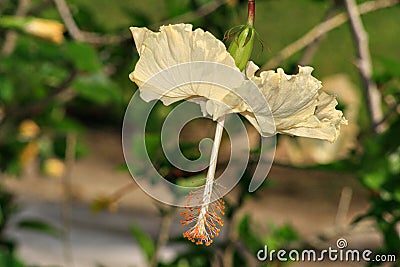 Upside-down white hibiscus or gumamela flower Stock Photo