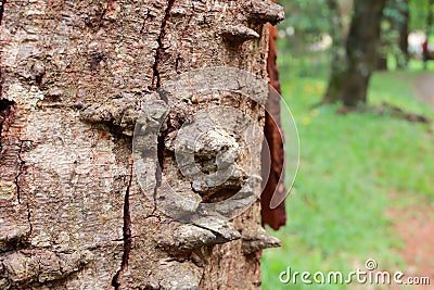 Close up of The usual bark of the Anigic Tree also known as the Floss silk Stock Photo