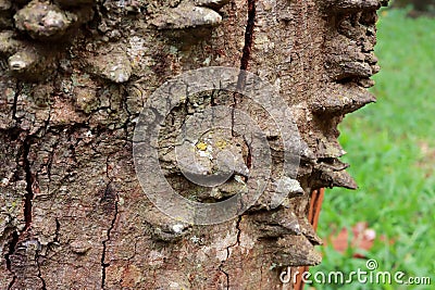 Close up of The usual bark of the Anigic Tree also known as the Floss silk Stock Photo