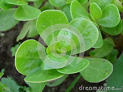 Close up van purslane Portulaca oleracea Stock Photo