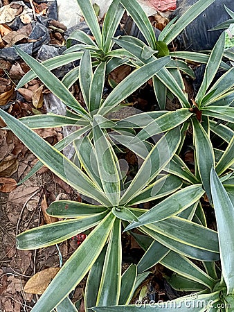 Close up of variegated agave plant Stock Photo