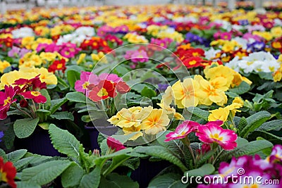 Close-up of a variety of multicolored primrose flowers, also known as cowslip, selective focus Stock Photo