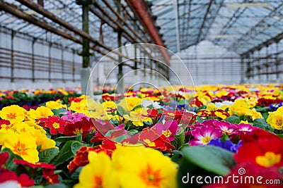 Close-up of a variety of multicolored primrose flowers, also known as cowslip, selective focus Stock Photo