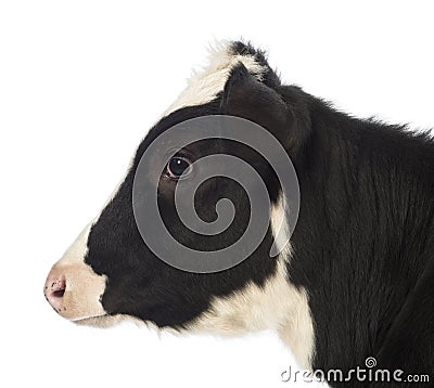 Close-up of a Calf, 8 months old Stock Photo