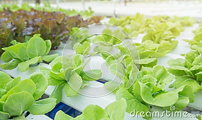 Close up in Vegetable garden during morning time food background concept with copy space Stock Photo