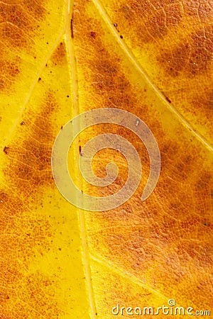 Close-up of the veins of a dead yellow and red leaf Stock Photo