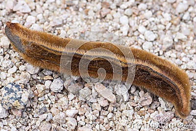 Close up velvet bean seed pod Stock Photo