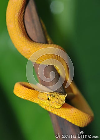 Close up of venomous yellow eyelash pit viper Stock Photo