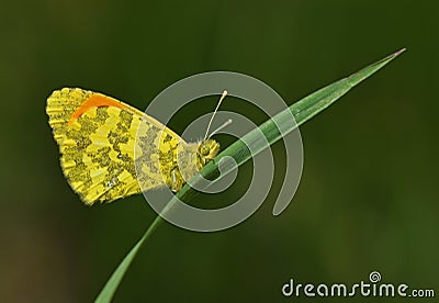 The eastern orange tip butterfly or Anthocharis damone Stock Photo