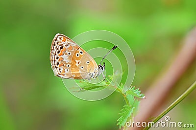Aricia agestis, the brown argus butterfly , butterflies of Iran Stock Photo