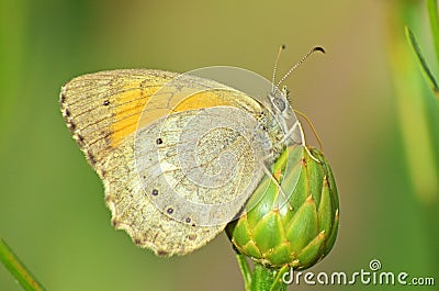 Esperarge climene , The Iranian Argus butterfly Stock Photo