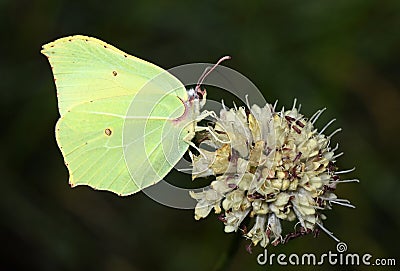 The common brimstone butterfly or Gonepteryx rhamni , butterflies of Iran Stock Photo