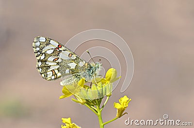 The Hypermnestra helios butterfly , butterflies of Iran Stock Photo