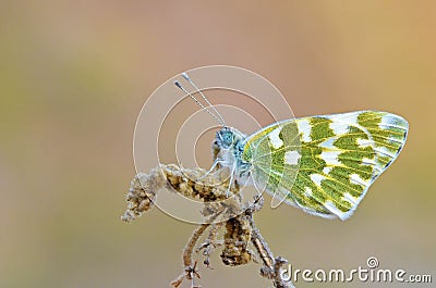 Pontia edusa , The Eastern bath white butterfly Stock Photo