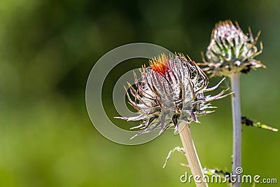 Close up of Venus Thistle Cirsium occidentale var. venustum about to bloom, Pinnacles National Park, California Stock Photo