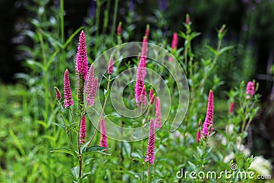 Veronica spicata, spiked speedwell plant with pink flowers. Stock Photo
