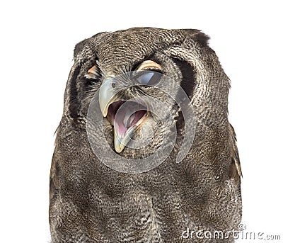 Close-up of a Verreaux`s eagle-owl - Bubo lacteus 3 years old Stock Photo