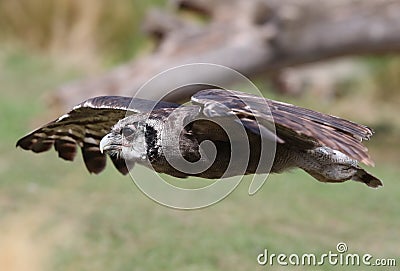 Close up of a Verreaux`s Eagle Owl in flight Stock Photo