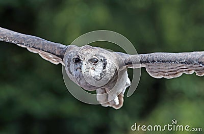 Close up of a Verreaux`s Eagle Owl in flight Stock Photo