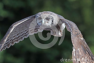 Close up of a Verreaux`s Eagle Owl in flight Stock Photo