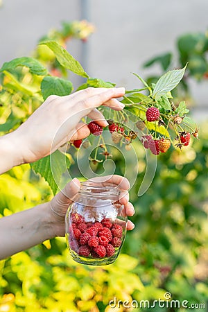 Close up vertical cropped photo of worker woman hands pluck ripe Stock Photo