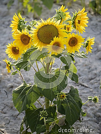 Close-up vertical shot of a bunch of sunflowers growing together Stock Photo