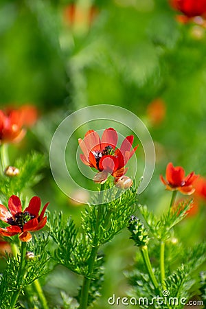 Close-up vertical shot of Summer Pheasant`s-Eye Adonis aestivalis Stock Photo