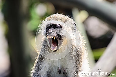 Close up of a vervet monkey Stock Photo