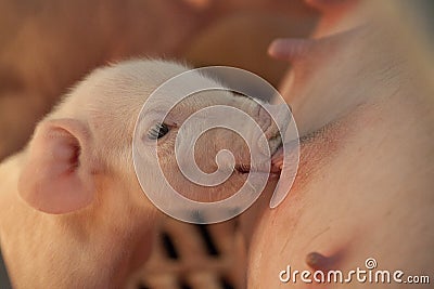Close up of very cute drinking new born piglet Stock Photo