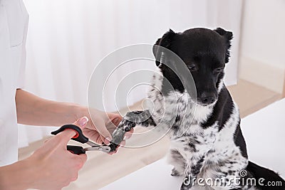 Close-up Of A Vet Cutting Dog`s Toenail Stock Photo