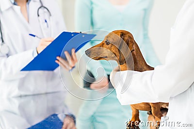 Close up of vet with dachshund dog at clinic Stock Photo