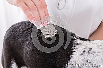 Vet Examining Dog's Hair With Comb Stock Photo