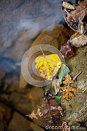 Close-Up of Vibrant Autumn Leaf Floating on Clear Lake Water Stock Photo