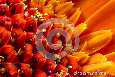 Close up of vibrant orange Chrysanthemum flower head Stock Photo