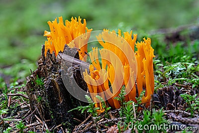 Close up of a vibrant orange Clavaria mushroom Stock Photo
