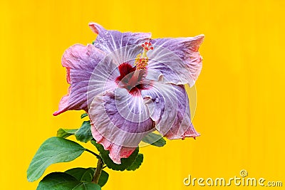 Pink purple beautiful hibiscus flower background Stock Photo