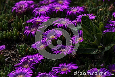 Close up of vibrant purple garden flowers Stock Photo