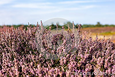 Close up of vibrant purple heather in full bloom on Suffolk heathland which is an Area of Outstanding Natural Beauty Stock Photo